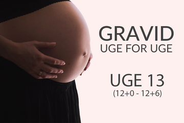 Gravid uge 13 (12+0 - 12+6)